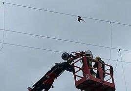 Endesa rescata a una pardela atrapada en un tendido eléctrico a 22 metros de altura