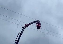 Rescatan una pardela que quedó atrapada a 22 metros de altura en un tendido eléctrico de Arucas