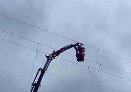 Rescatan una pardela que quedó atrapada a 22 metros de altura en un tendido eléctrico de Arucas