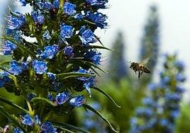 Canarias reimpulsa su primera gran ley propia para proteger la biodiversidad y los recursos naturales