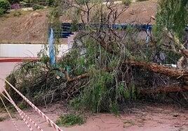 Susto en la guardería: un árbol cae en el patio de la escuela infantil Bambi de Cruz de Piedra