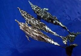 Nueve de cada diez áreas marinas protegidas de Canarias carecen de gestión activa