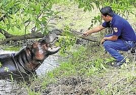 Colombia decide sacrificar a los hipopótamos de Pablo Escobar