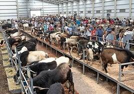 El calor no pudo con Feaga: 45.000 visitantes