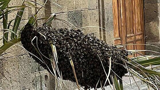 Retiran dos enjambres de abejas en el casco de Agüimes durante el fin de semana