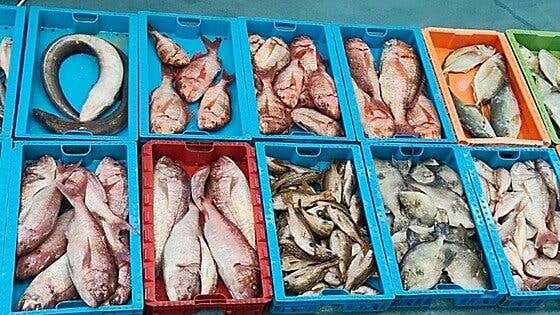 Operativo contra la pesca furtiva en La Graciosa: 230 kilos de pescado intervenidos