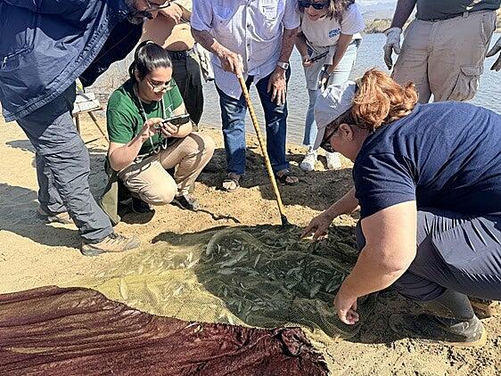 El Cabildo prueba el chinchorro en la Charca de Maspalomas para controlar especies invasoras