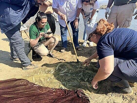 El Cabildo prueba el chinchorro en la Charca de Maspalomas para controlar especies invasoras
