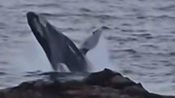 Bonito avistamiento de una ballena yubarta y su cría en la costa de El Hierro
