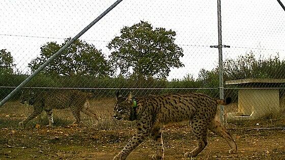 Nace la primera camada de linces en el Parque Nacional de Cabañeros