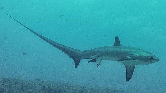 Científicos y pescadores se alían en Canarias para seguir el rastro del tiburón zorro