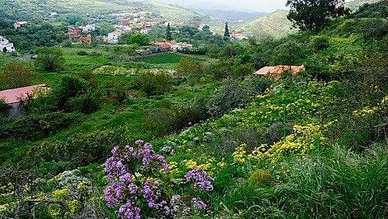 El sol enciende los colores en las medianías de Gran Canaria