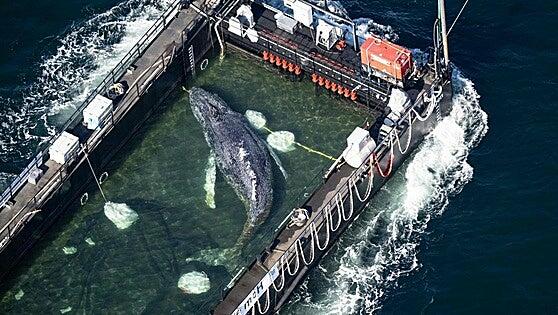 Liberan por fin a Timmy, la ballena varada en marzo en la costa de Alemania