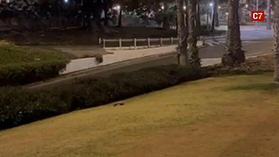 ¿Quién dijo que ya no había ratas en Las Palmas de Gran Canaria?
