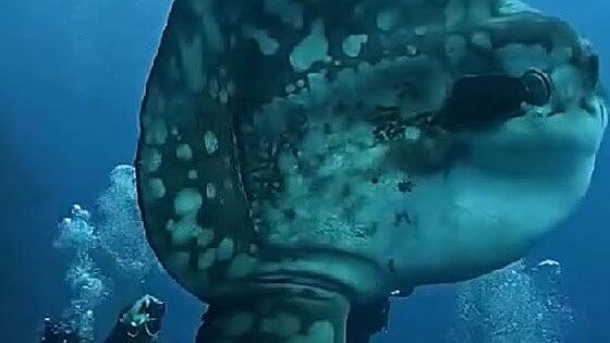 El gigante silencioso del océano, el pez luna, aparece en La Restinga