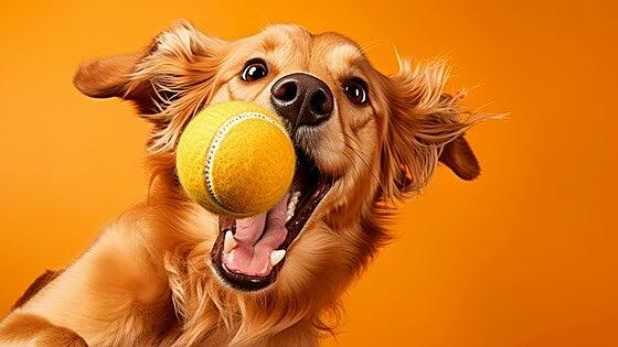¿De verdad sabes jugar con tu perro? No vale solo con tirarle la pelota