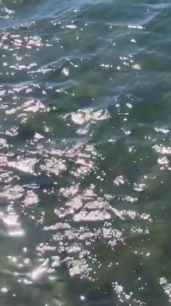 Aparece una cría de delfín en las piscinas de Castillo del Romeral
