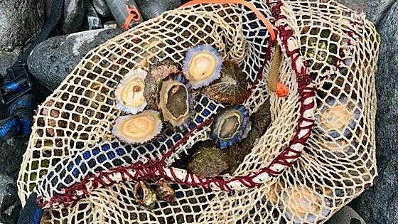 Especies de lapas canarias reducen el tamaño por la presión de explotación