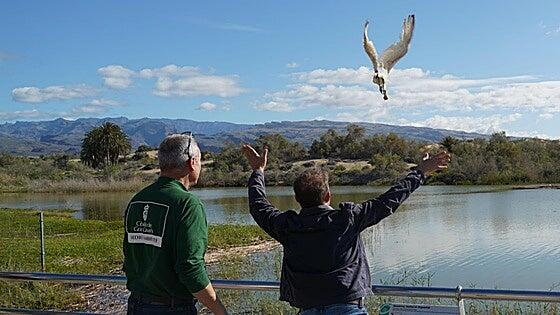 El Cabildo devuelve a la Charca de Maspalomas a una espátula tras su recuperación en el Centro de Fauna Silvestre de Tafira
