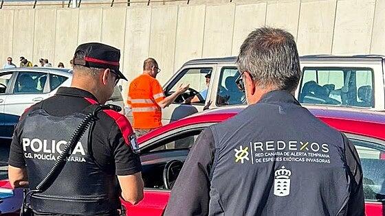 La Policía Canaria colabora en los trabajos para frenar la expansión de la culebra real de California en Gran Canaria