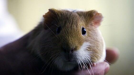 Un caso de hantavirus en Alemania alerta sobre tener roedores de mascotas
