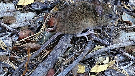 Qué se sabe del hantavirus Andes en seis preguntas
