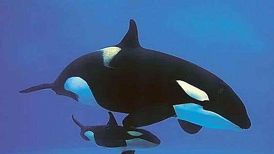Marineland quiere trasladar sus dos orcas al Loro Parque de Tenerife antes del verano