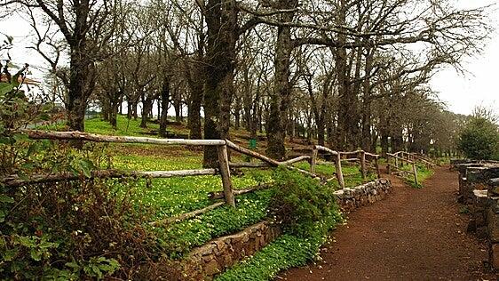 El Ayuntamiento de Valleseco comprará 120 hectáreas de terrenos para reforestarlos