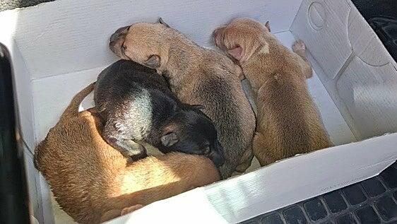 5 de 9 cachorros rescatados del contenedor de la ropa usada