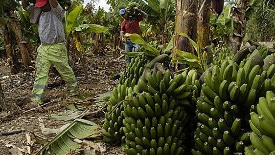 El agua como garantía de futuro para el campo gomero