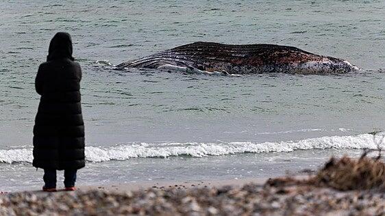 Hallan muerta a la ballena Timmy en las costas de Dinamarca
