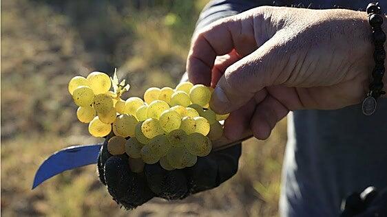 El 69% de la fruta consumida en España tiene plaguicidas