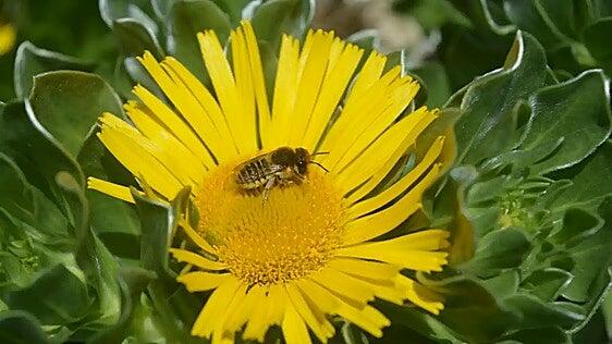 A seguir a esa abeja polinizadora en Fuerteventura