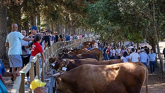 Valleseco celebrará su día grande con la Gran Feria de Ganado