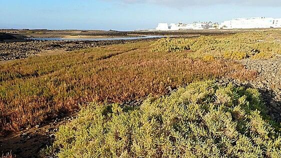 Bristol: del abandono a la protección como Sitio de Interés Científico en Corralejo