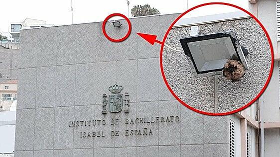 Las avispas asiáticas reconstruyen el nido eliminado en el instituto Isabel de España