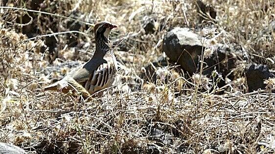 Aumenta la población de perdices y se duplica la de conejos en Gran Canaria