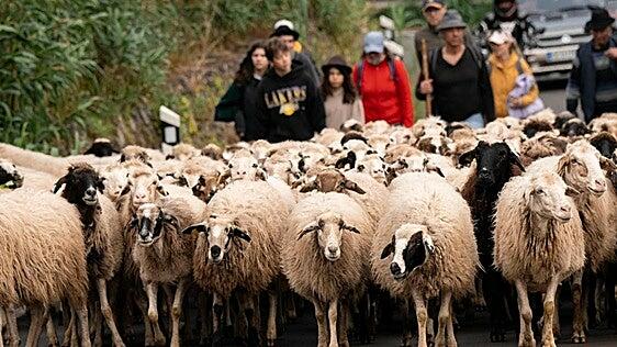 Multitudinaria Fiesta de la Lana de Gáldar 2026 para celebrar la tradición y la identidad canarias