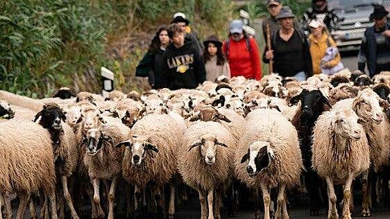 Multitudinaria Fiesta de la Lana de Gáldar 2026 para celebrar la tradición y la identidad canarias