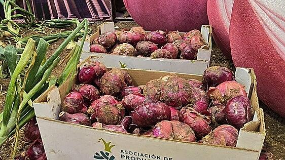 La cosecha de cebolla de Gáldar apunta a números históricos: se prevé recoger entre 600 y 800 toneladas