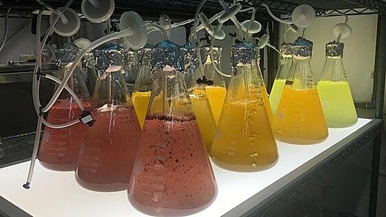 La ULPGC logra una patente en Estados Unidos por un innovador método de producción de biomasa con microalgas