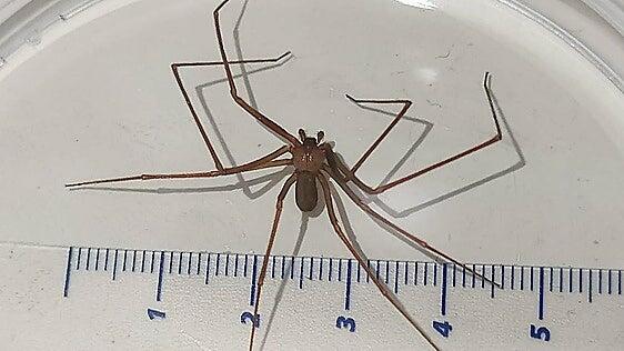 Afectadas por la araña violinista en Málaga: «Me hizo un agujero que parecía que había recibido un tiro»