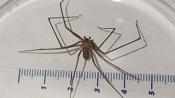 Afectadas por la araña violinista en Málaga: «Me hizo un agujero que parecía que había recibido un tiro»