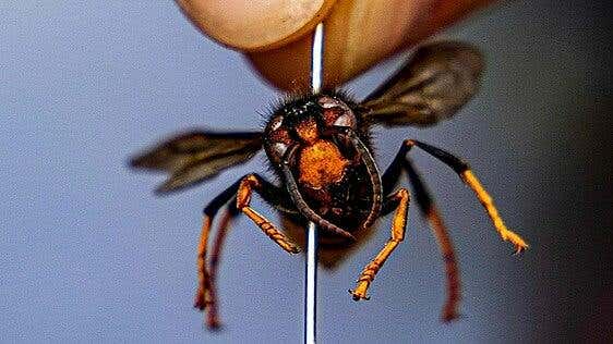 De la avispa asiática al caracol gigante africano: así vigila Canarias la llegada de nuevas especies invasoras