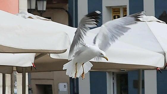 ¿A qué multa se enfrenta el acusado de matar a una gaviota en Gijón? Las claves de un delito que sale caro