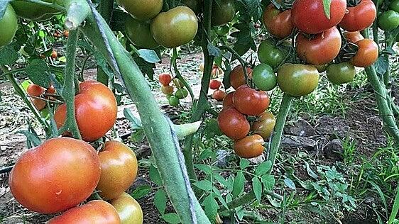 Los agricultores canarios advierten: esta hortaliza de consumo diario ha duplicado su precio