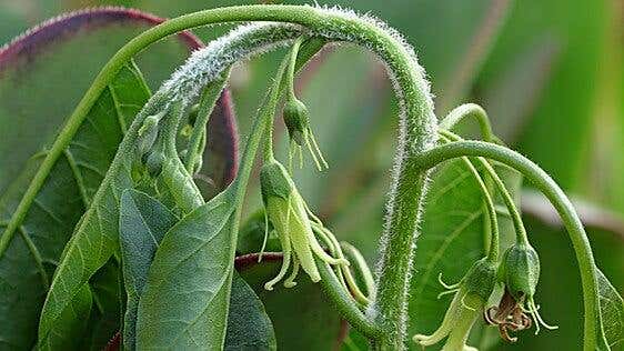 Una universidad canaria desarrolla agentes antiparasitarios a partir de plantas endémicas «más potentes que los fármacos»