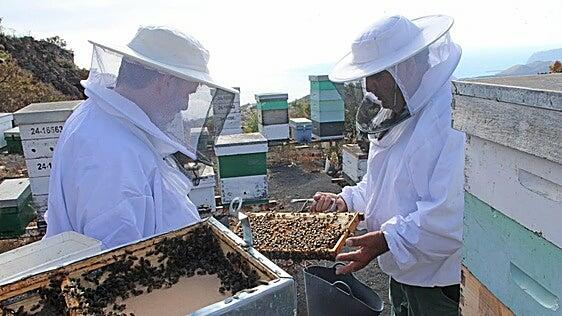 Abejas de La Palma, para ayudar en Lanzarote