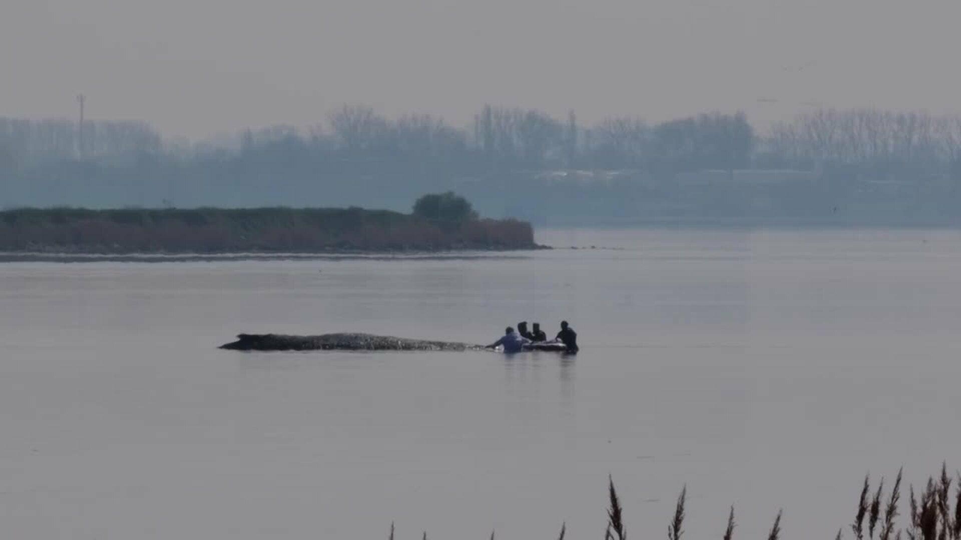 Nuevo intento de rescate de la ballena varada en la costa alemana del Báltico