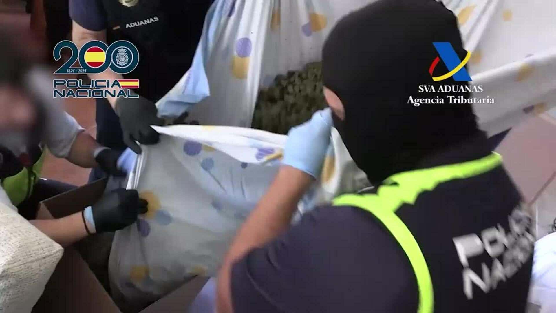 Desmantelado un cultivo de marihuana oculto en una vivienda en Molina de Segura (Murcia)